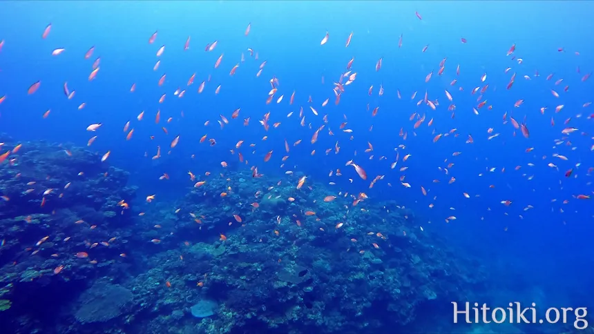 沖縄本島のシュノーケリングスポット宜名真