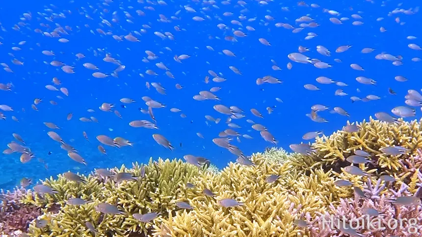 沖縄本島のシュノーケリングスポット宜名真