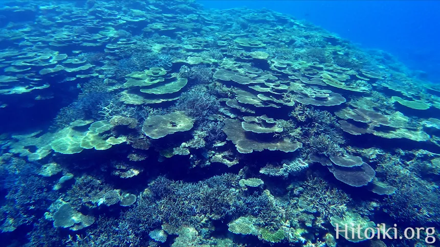 沖縄本島のシュノーケリングスポット宜名真