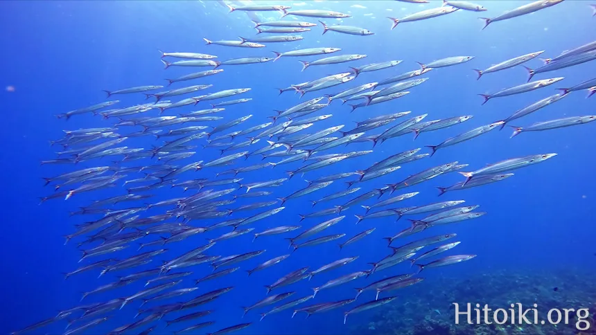 沖縄本島のシュノーケリングスポット宜名真