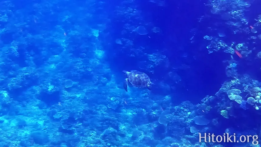 沖縄本島のシュノーケリングスポット宜名真