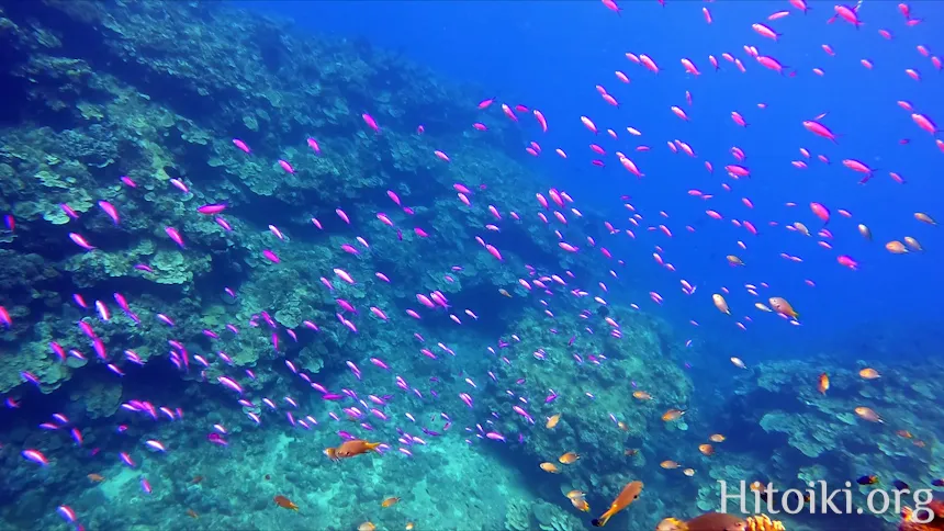 沖縄本島のシュノーケリングスポット宜名真
