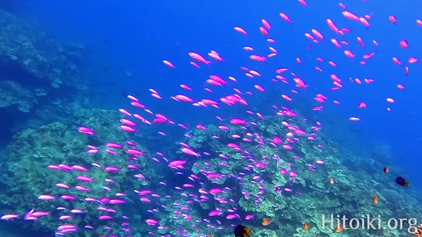 沖縄本島のシュノーケリングスポット宜名真