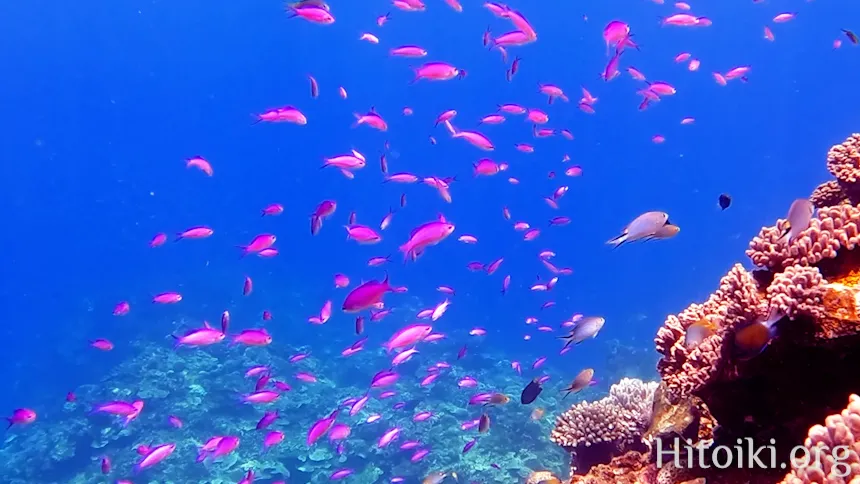 沖縄本島のシュノーケリングスポット宜名真