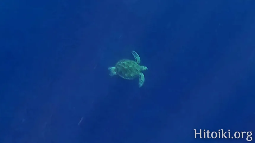 辺土名海岸のウミガメ