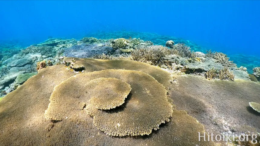 辺土名海岸のサンゴ