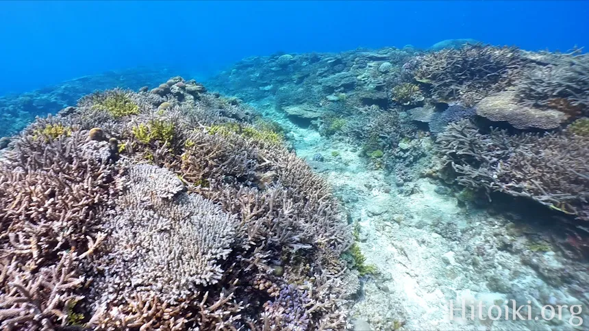 辺土名海岸のサンゴ