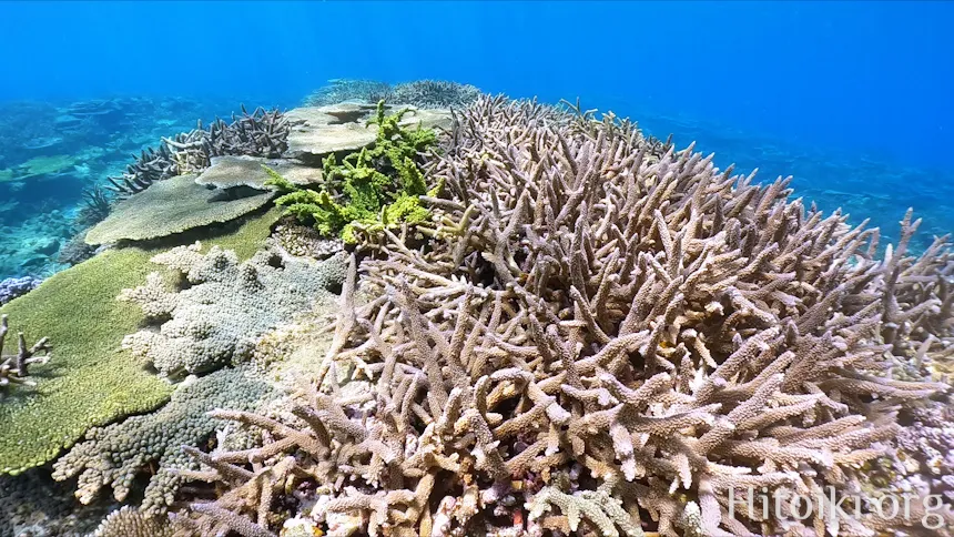 辺土名海岸のサンゴ