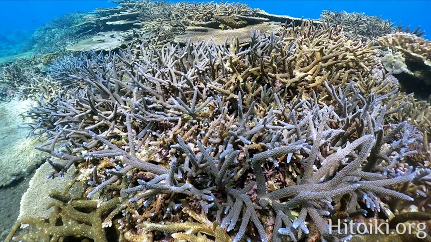 辺土名海岸のサンゴ
