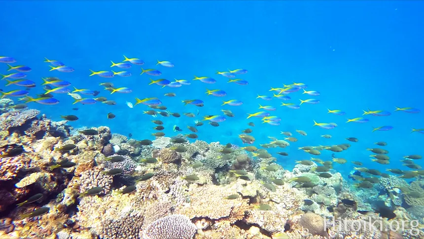 辺土名海岸のウメイロモドキ