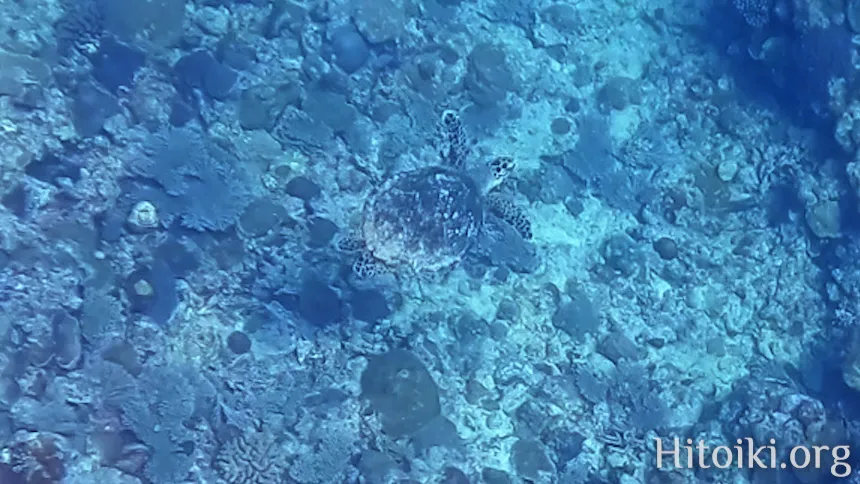 辺土名海岸のウミガメ