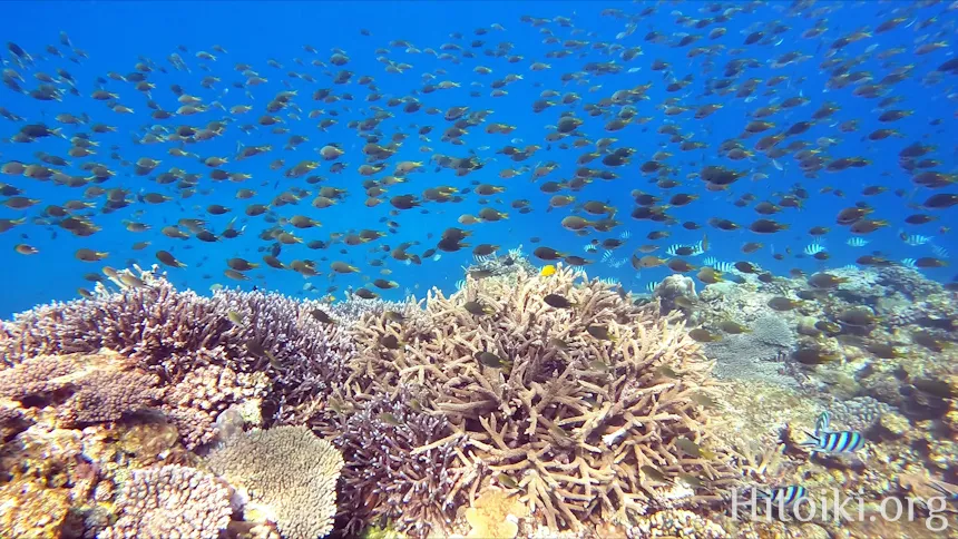 辺土名海岸のスズメダイ
