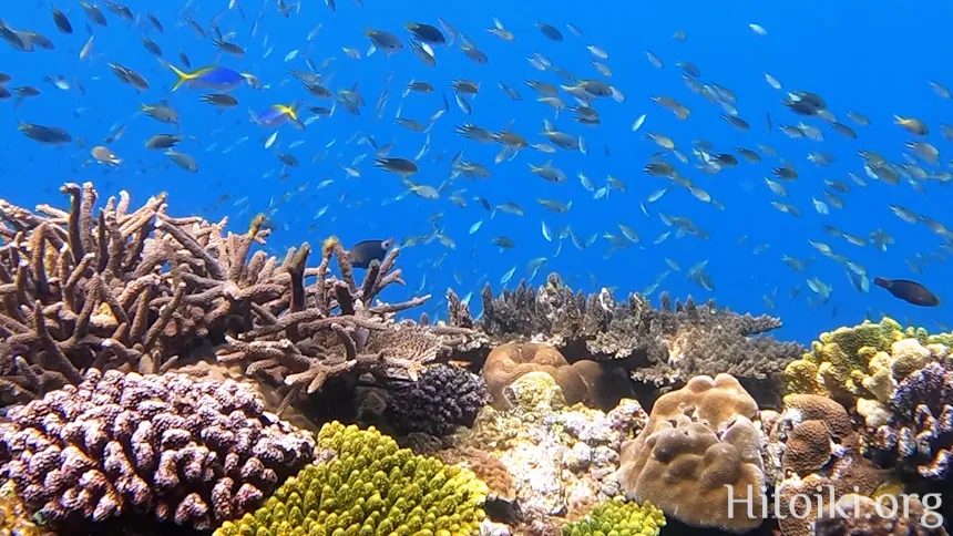 辺土名海岸のスズメダイ