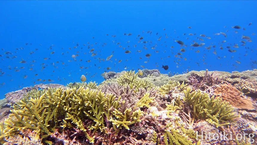 辺土名海岸のサンゴ