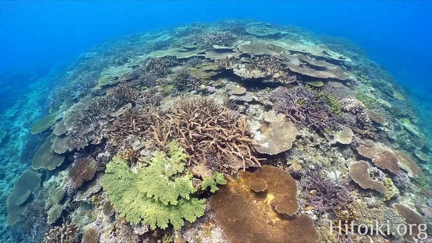辺土名海岸のサンゴ