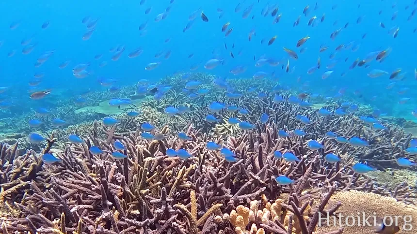 辺土名海岸のスズメダイ