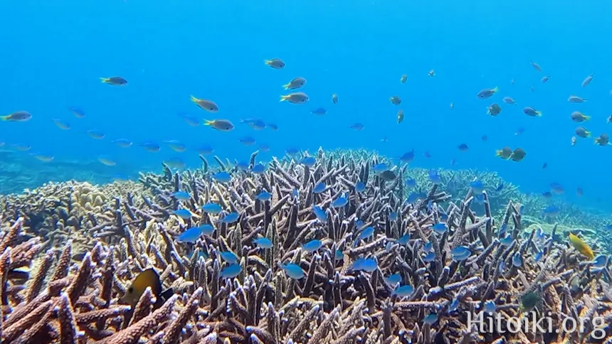 辺土名海岸のスズメダイ