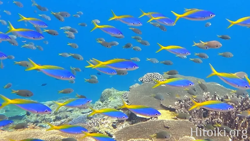 辺土名海岸のウメイロモドキ