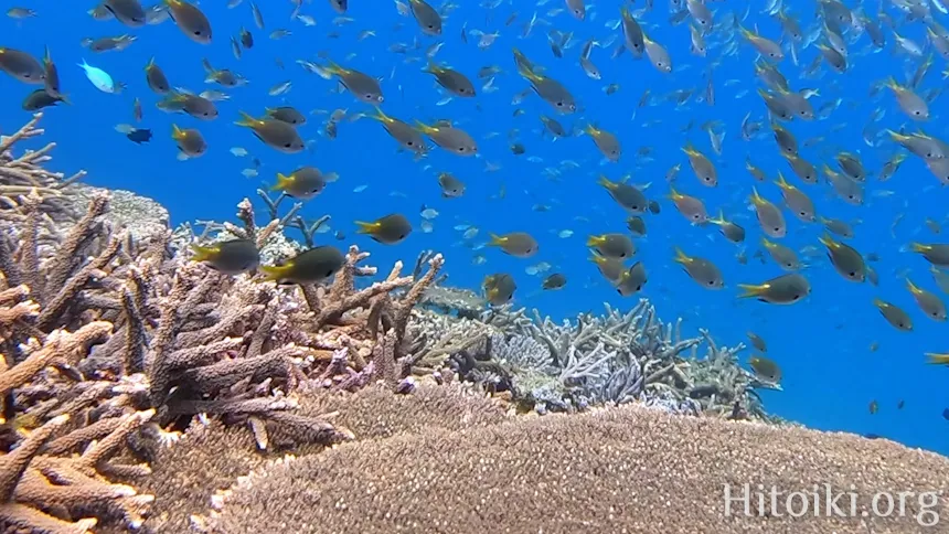 辺土名海岸のスズメダイ