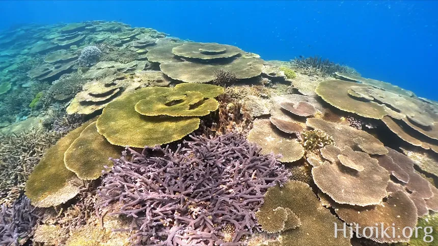 辺土名海岸のサンゴ
