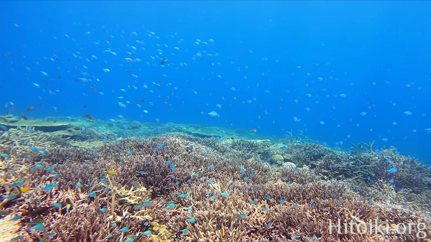 辺土名海岸のサンゴ