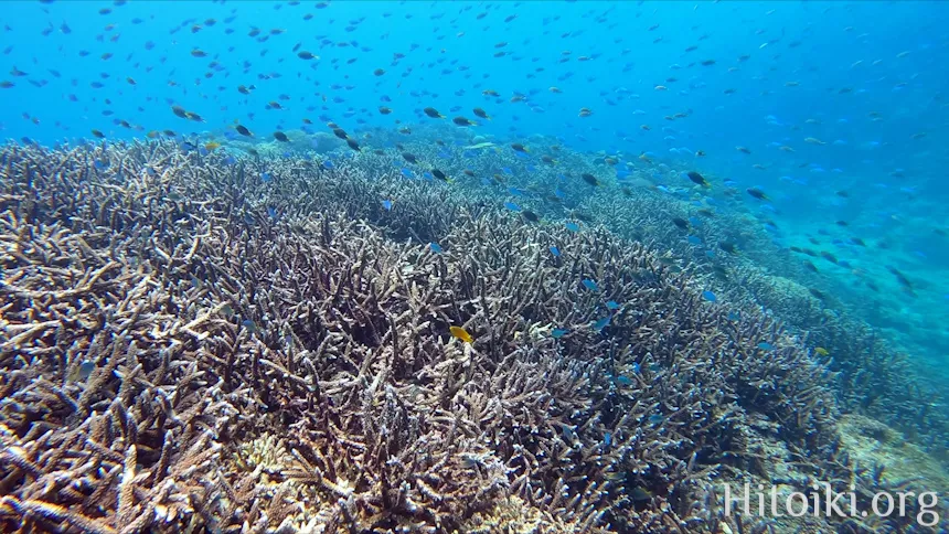 辺土名海岸のサンゴ