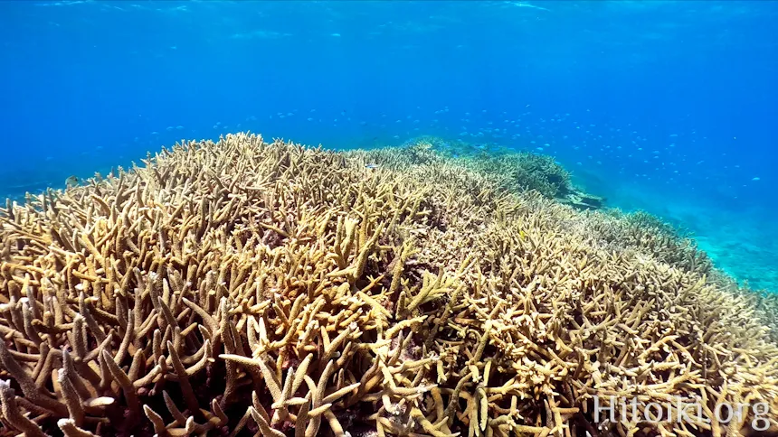 辺土名海岸のサンゴ