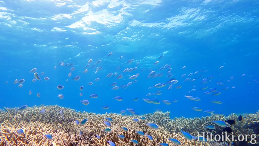 辺土名海岸のスズメダイ