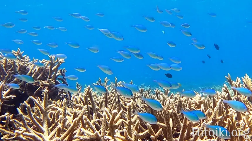辺土名海岸のスズメダイ