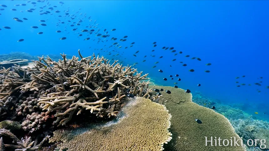 辺土名海岸のスズメダイ