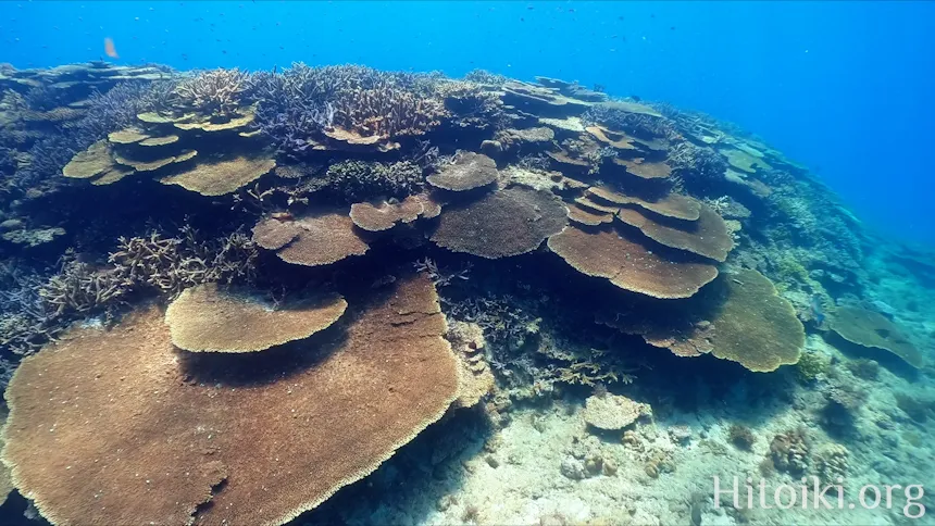 辺土名海岸のサンゴ