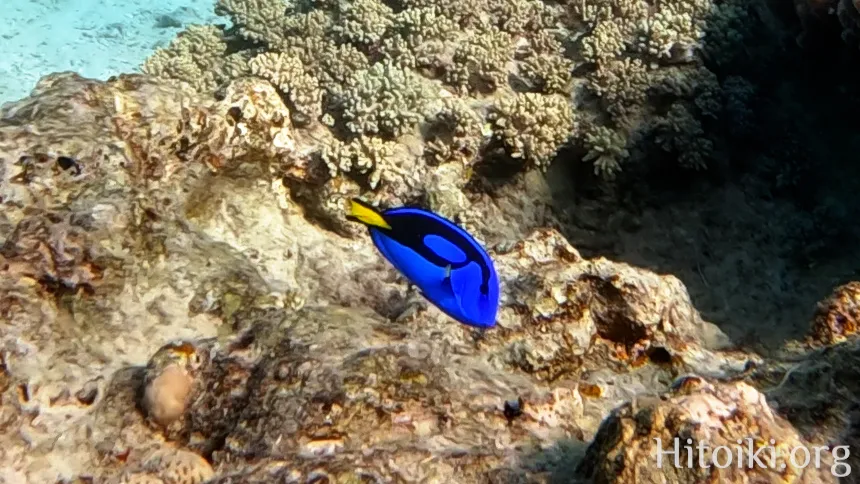 辺土名海岸のナンヨウハギ（ドリー）