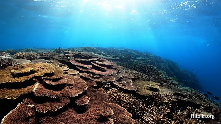 北名城ビーチのサンゴ礁