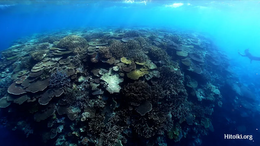 北名城ビーチのサンゴ礁