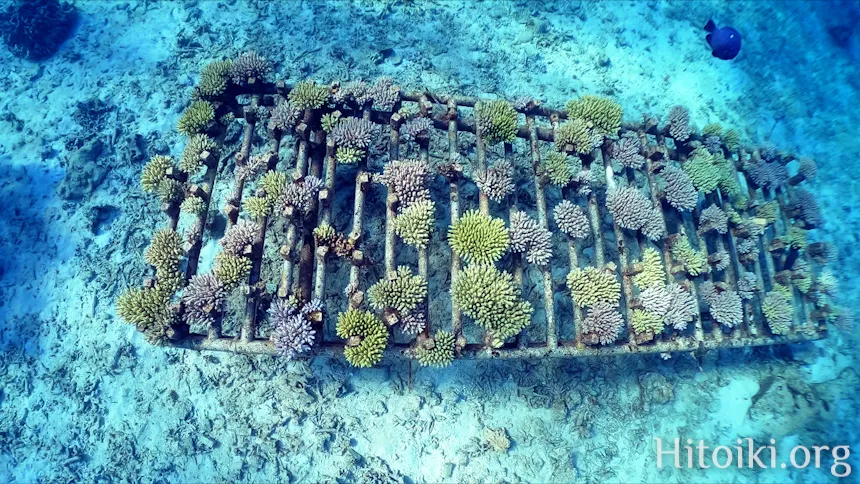 ナビービーチ／恩納サンゴ養殖場