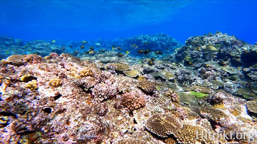 ながはま海岸