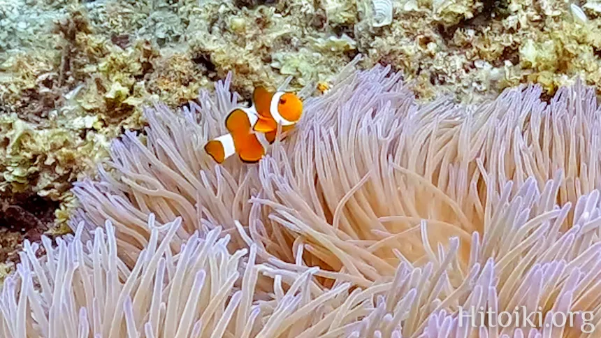 沖縄のシュノーケリングスポット大浦湾