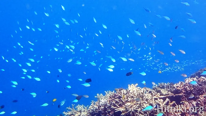 沖縄のシュノーケリングスポット大浦湾