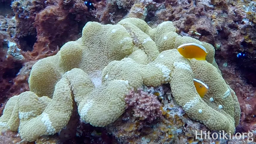 沖縄のシュノーケリングスポット大浦湾