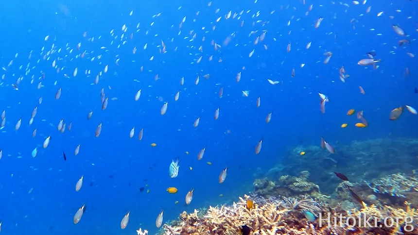 沖縄のシュノーケリングスポット大浦湾