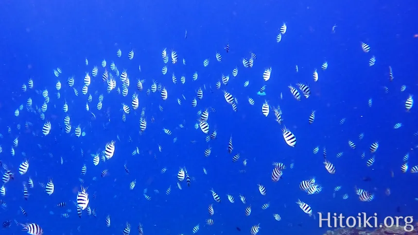 沖縄のシュノーケリングスポット大浦湾