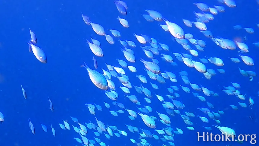 沖縄のシュノーケリングスポット大浦湾