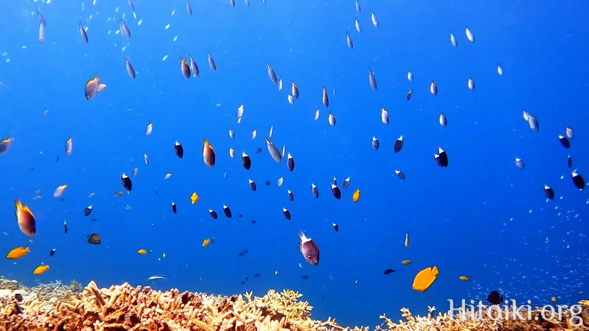 沖縄のシュノーケリングスポット大浦湾
