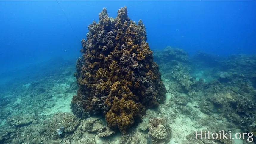 沖縄のシュノーケリングスポット大浦湾