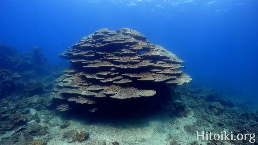 沖縄のシュノーケリングスポット大浦湾