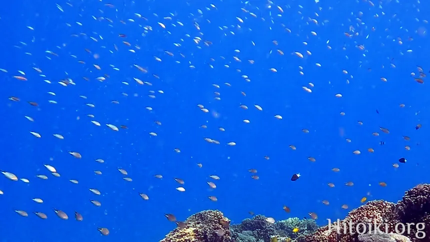 沖縄のシュノーケリングスポット大浦湾