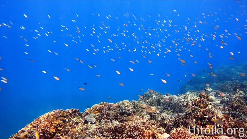 沖縄のシュノーケリングスポット大浦湾