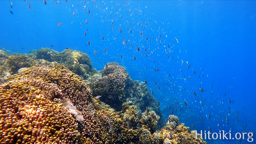 沖縄のシュノーケリングスポット大浦湾