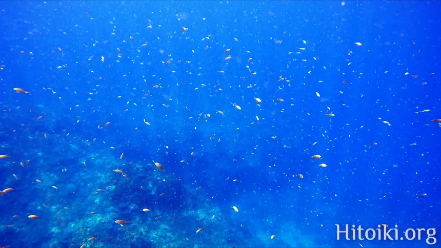 沖縄のシュノーケリングスポット大浦湾