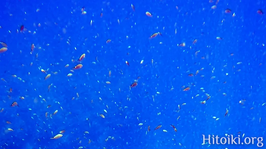 沖縄のシュノーケリングスポット大浦湾